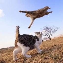 娱乐吃瓜猫捉鸟是真的吗,娱乐吃瓜猫捉鸟事件，真相究竟如何？  第3张