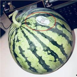 网红瓜怎么整的吃,轻松解锁美味新吃法  第1张